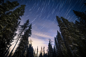 Forest trees against star trails in the night sky