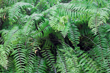 Fototapeta na wymiar fresh green fern leaves background
