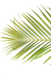 Fototapeta premium Palm Tree Leaves on white background