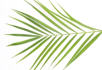 Palm Tree Leaves on white background