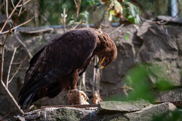 golden eagle close up
