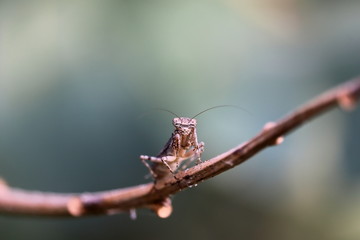 close up view of a praying male mantis on a leaf in the early spring on the tree branch