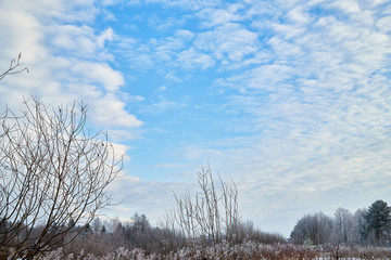 Naced tree on the snow and blue sky with white clouds background