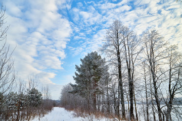 Naced tree on the snow and blue sky with white clouds background