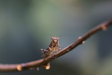 A close up view of a praying mantis on a leaf in the early spring on the berry branch