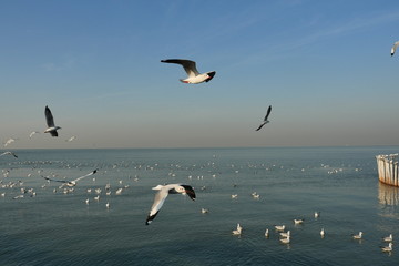 Fototapeta na wymiar Group of Seagulls flying at the sea, Seagull with container cargo ship and blue sky in background at Bang Poo Recreational Retreat, Migratory birds in winter, Thailand