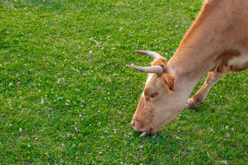 Cow In The Meadow. Cow chews grass.