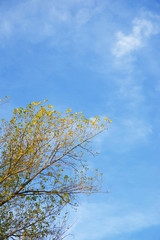 Autumn in the Pyrenees