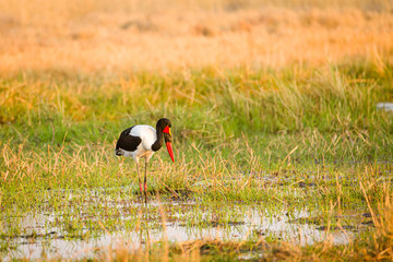 Sattelstorch