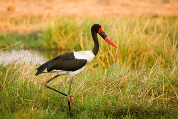 Sattelstorch