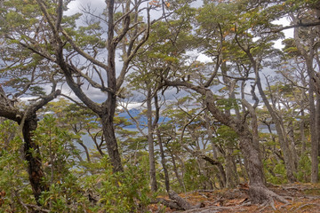 Obraz premium Argentina - a thicket in the national park.