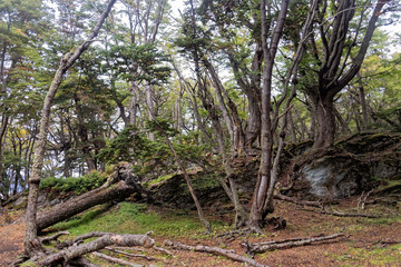 Argentina - a thicket in the national park.