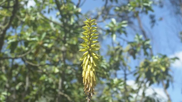 Aloe Vera's Yellow Flower with trees at the back
