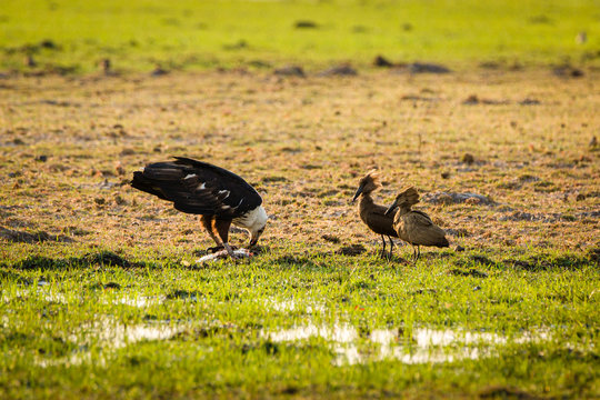 African Fish Eagle and Hammerkopp