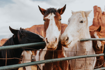 Caballos salvajes en el desierto de Monument Valley | UTAH USA