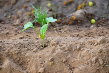 Green young mustard plant in soil, new life concept, mustard plant