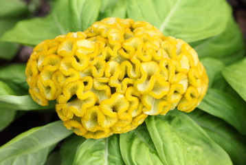Yellow cockscomb flower