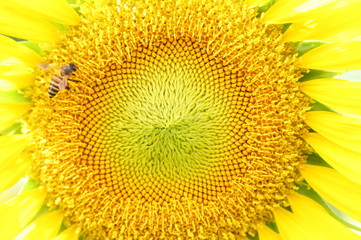 Close up macro bee working on sunflower