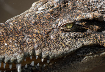 Close up Head of Crocodile was Floating in The Swamp and was Staring