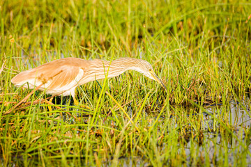 squacco heron