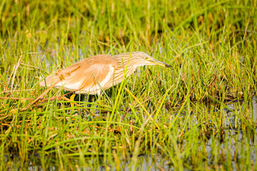 squacco heron
