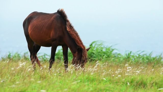 Wild horses grazing on Yonaguni island cinematic slow motion foal colt filly