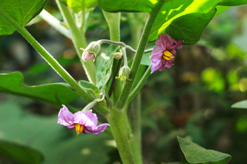 Eggplant plant and flower in the farm