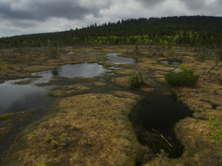 Summer landscape of moors, marshes, swamps.