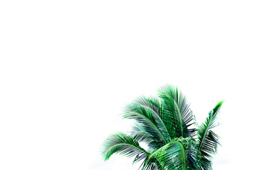 leaves of coconut tree isolated on white background, clipping path included	