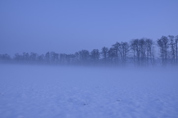 Winter still life.Frost on the tree.Winter background.Winter landscape