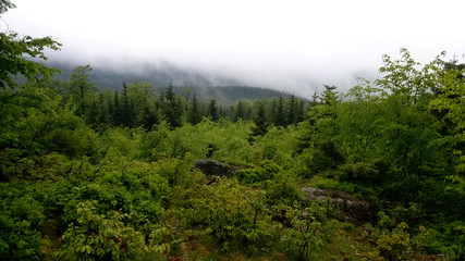 Landscape hills and trees.Autumn landscape.