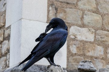 Black Crow Raven at the tower of london, London, England, UK