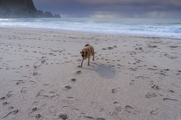 Mit dem Hund am Strand