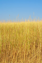 Wheat field on a summer day