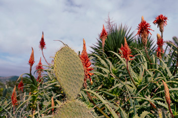 Garten mit blumen.