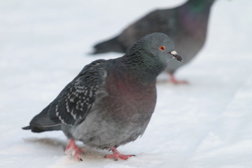City pigeons walks on the snow. Urban wildlife. Beautiful animal