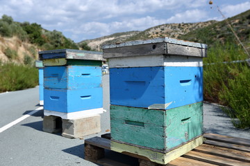 bee hives in the field