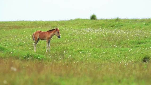Wild horses grazing on Yonaguni island cinematic slow motion foal colt filly