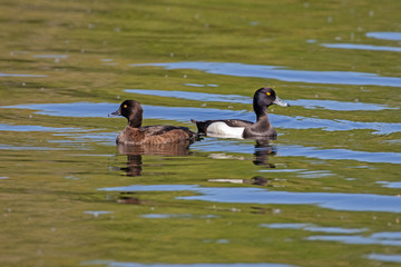 Male and female tufted duck (Aythya fuligula). The tufted duck (Aythya fuligula) is a small diving duck of the Anatidae family.