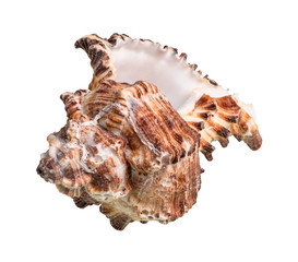 empty conch of brown muricidae mollusk cutout