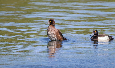 Female tufted duck (Aythya fuligula). The tufted duck (Aythya fuligula) is a small diving duck of the Anatidae family.