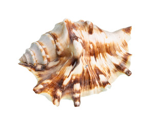 dried shell of muricidae snail cutout on white