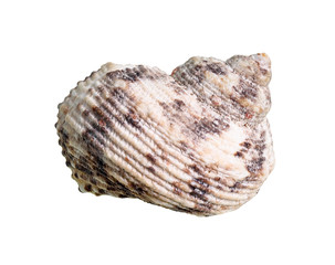conch of whelk mollusc cutout on white