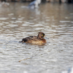 Female tufted duck (Aythya fuligula). The tufted duck (Aythya fuligula) is a small diving duck of the Anatidae family.