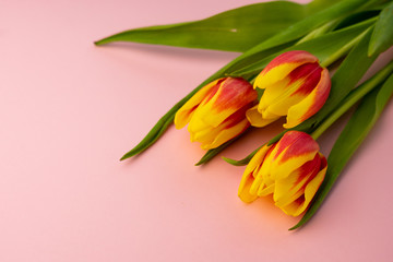 selective focus, yellow-red tulips for women's holiday