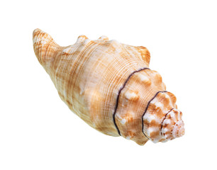 dried conch of sea snail cutout on white