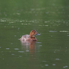 Female tufted duck (Aythya fuligula). The tufted duck (Aythya fuligula) is a small diving duck of the Anatidae family.