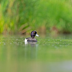 Male tufted duck (Aythya fuligula). The tufted duck (Aythya fuligula) is a small diving duck of the Anatidae family.
