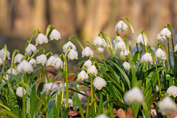 Blühende Märzenbecher, Leucojum vernum, im Frühling