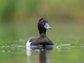 Male tufted duck (Aythya fuligula). The tufted duck (Aythya fuligula) is a small diving duck of the Anatidae family.